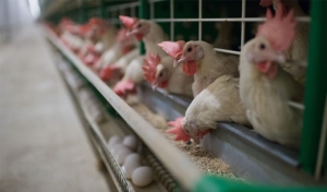 ممنوعیت صادرات گوشت مرغ